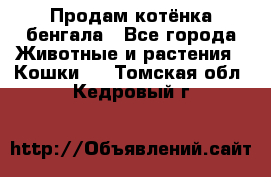 Продам котёнка бенгала - Все города Животные и растения » Кошки   . Томская обл.,Кедровый г.